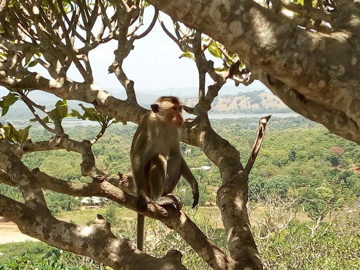 Sigiri Sara Home Stay Nice Village Sigiriya Exterior foto